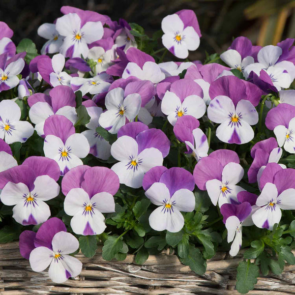 Viola Plant 'Sorbet Pink Wings'