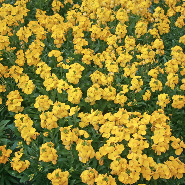 Wallflower Plant 'Dwarf Bedder Gold'