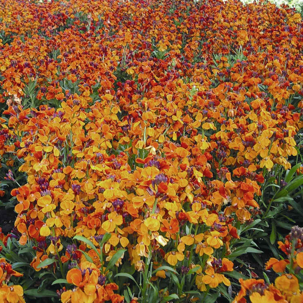 Wallflower 'Dwarf Bedder Orange' 12 Garden Ready Plants Buy