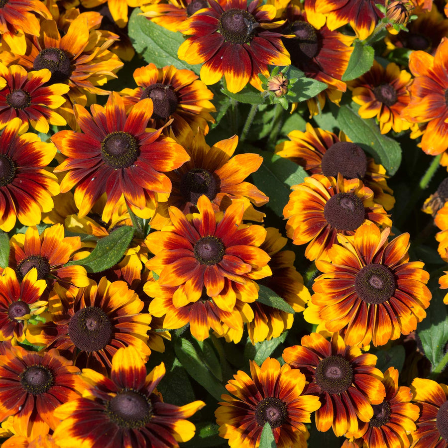 Rudbeckia 'Toto Rustic' - 12 Garden Ready Plants | Buy Rudbeckia Seeds ...