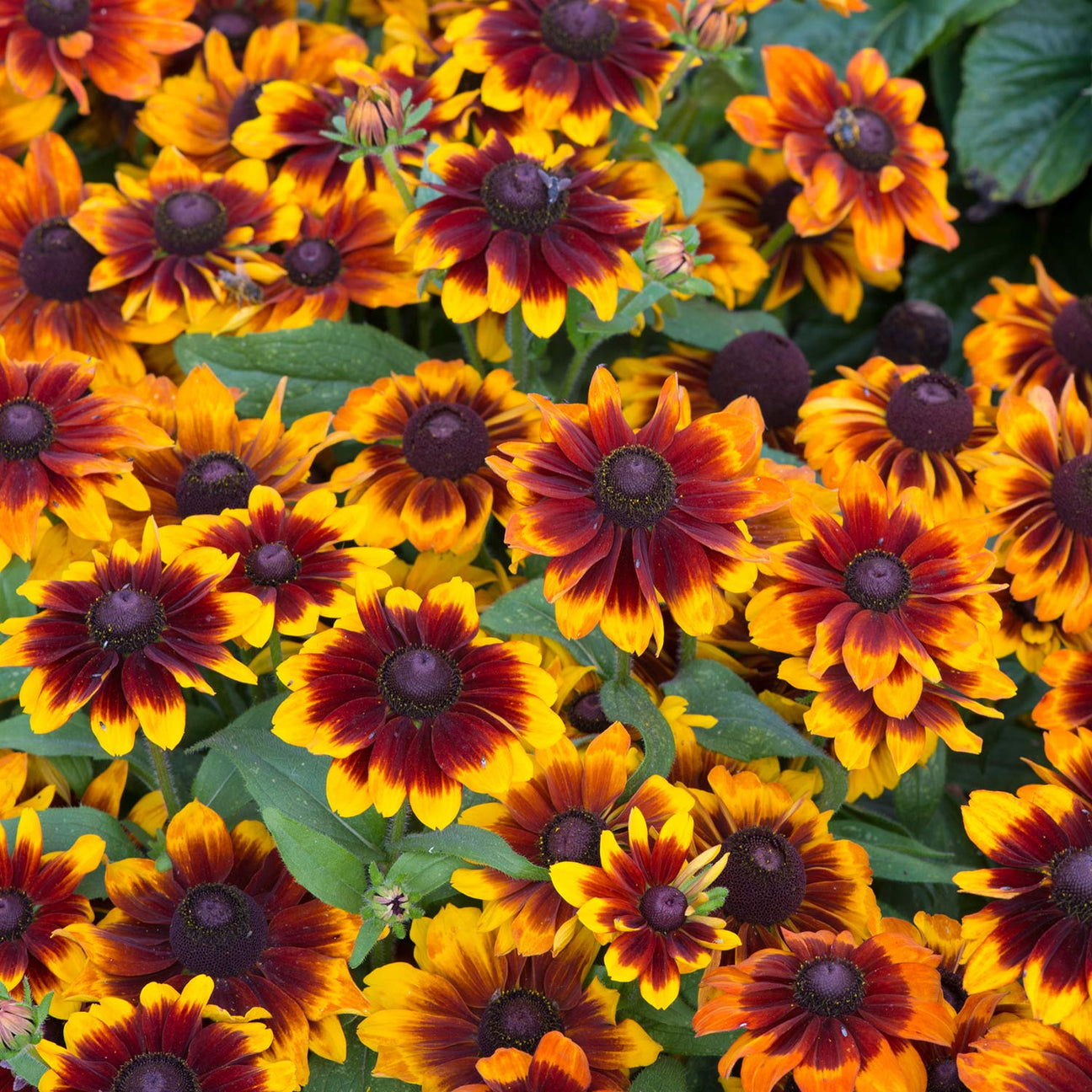 Rudbeckia 'Toto Rustic' - 12 Garden Ready Plants | Buy Rudbeckia Seeds ...