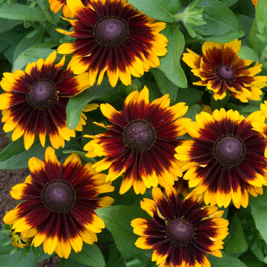 Rudbeckia 'toto Rustic' - 12 Garden Ready Plants 