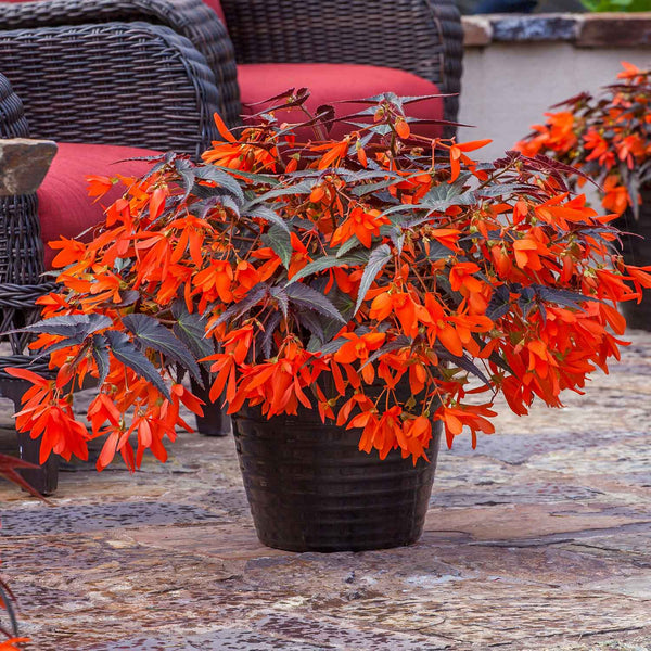 Begonia Plant 'Starshine Bronze Papaya'