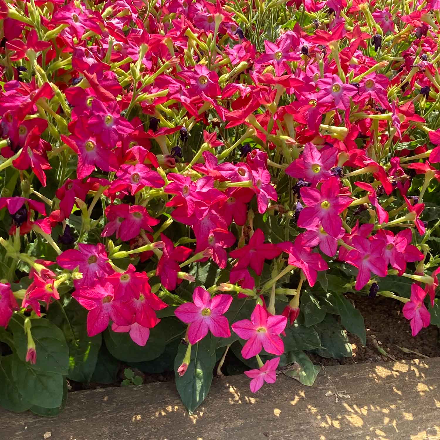 Cuban Roses Nicotiana 'Cuba Rose' | Buy Nicotiana Plants Online | Summer Bedding ...