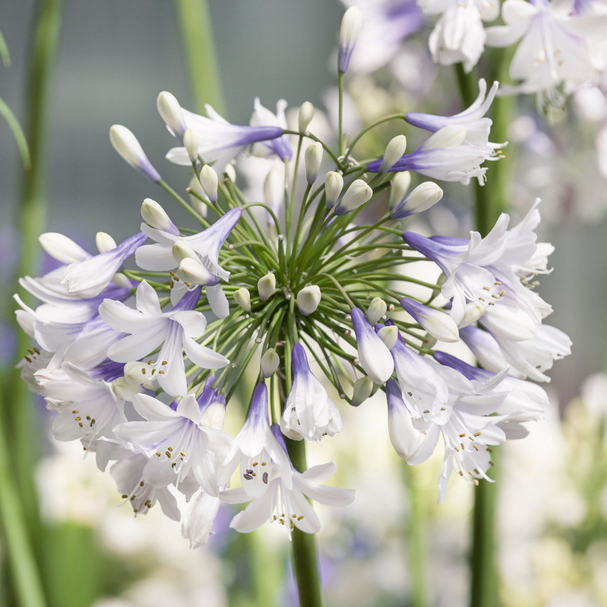 Agapanthus Twister - 9cm Plant | Buy Agapanthus Plants Online ...