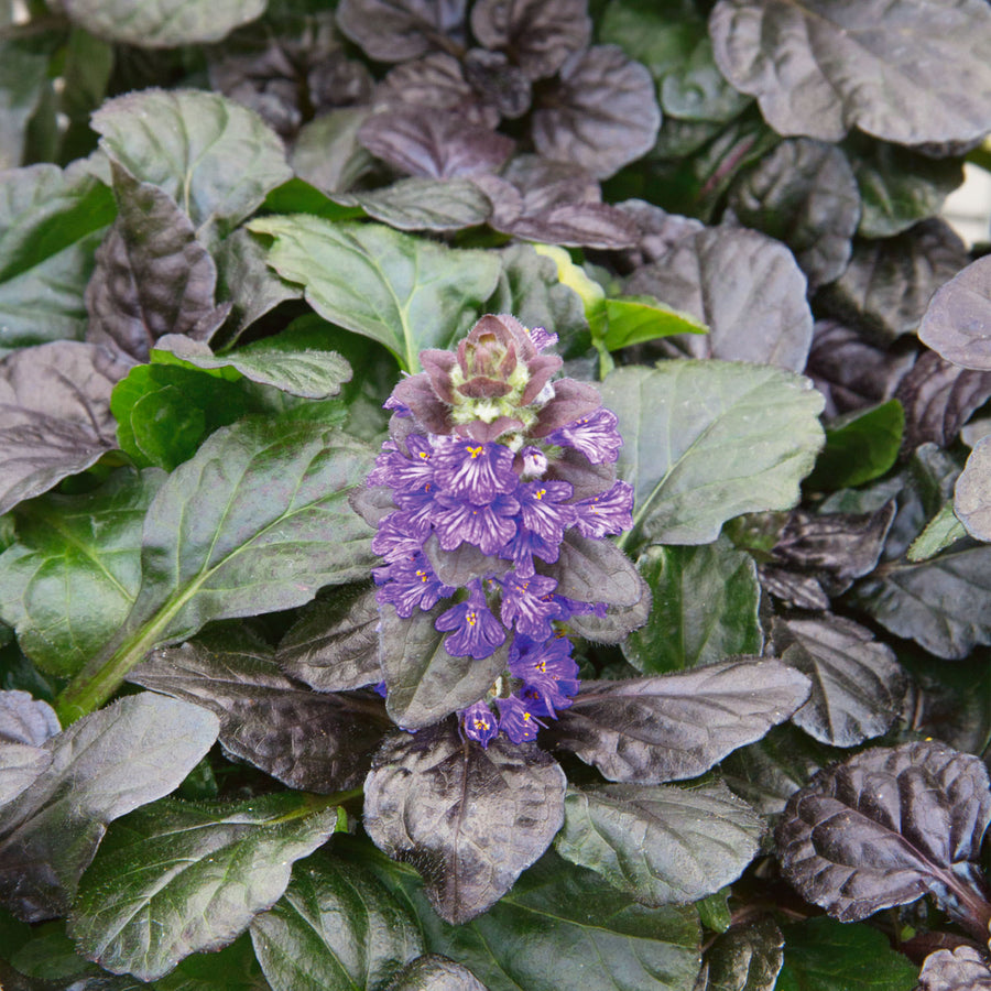 Ajuga reptans Black Scallop 9cm Plant Buy Ajuga Plants Online Ajuga