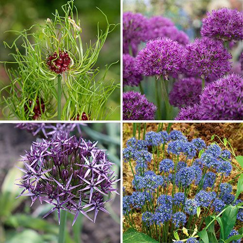 Marshalls 'Ultimate Allium' Collection - 200 Bulbs