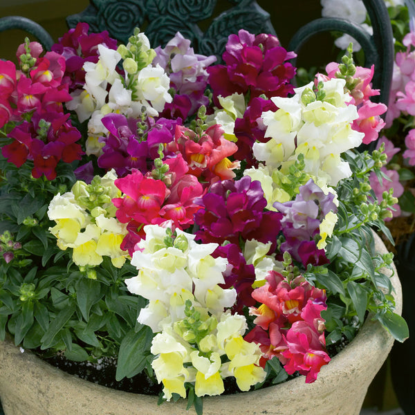 Antirrhinum Seeds 'Appeal Mix'