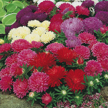 Aster Dwarf Seeds 'Queen Mix'