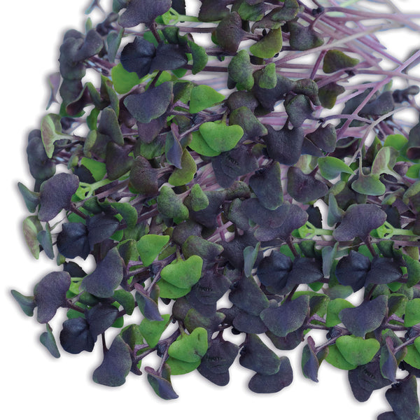 Microgreens Seeds Basil 'Dark Dark Purple'