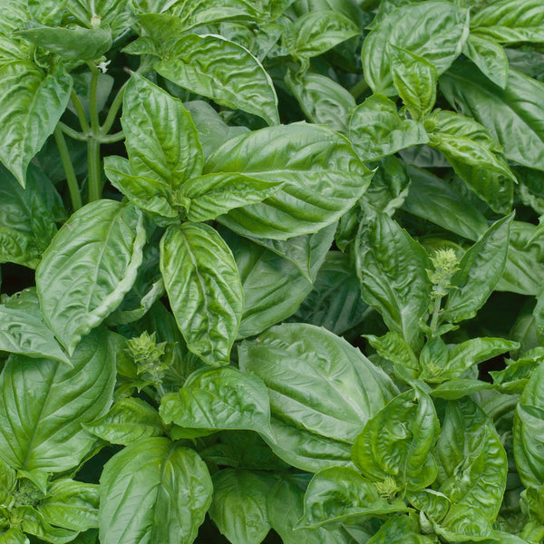 Basil Seeds Italian