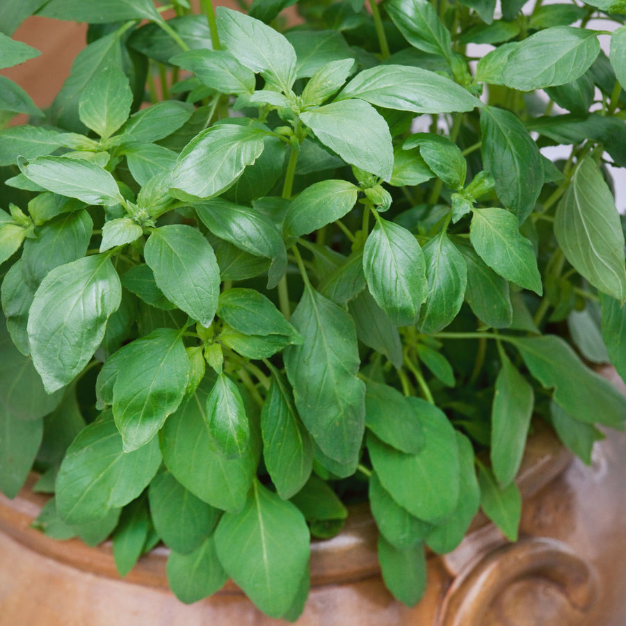 Basil Seeds 'Sweet Green' | Buy Basil Seeds Online | Basil Seeds for ...