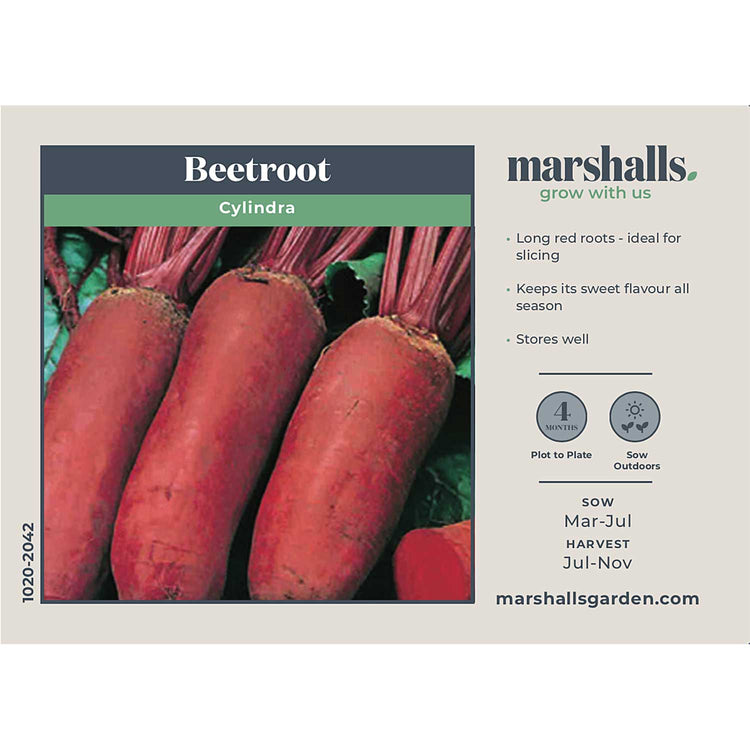 Beetroot Seeds 'Cylindra'