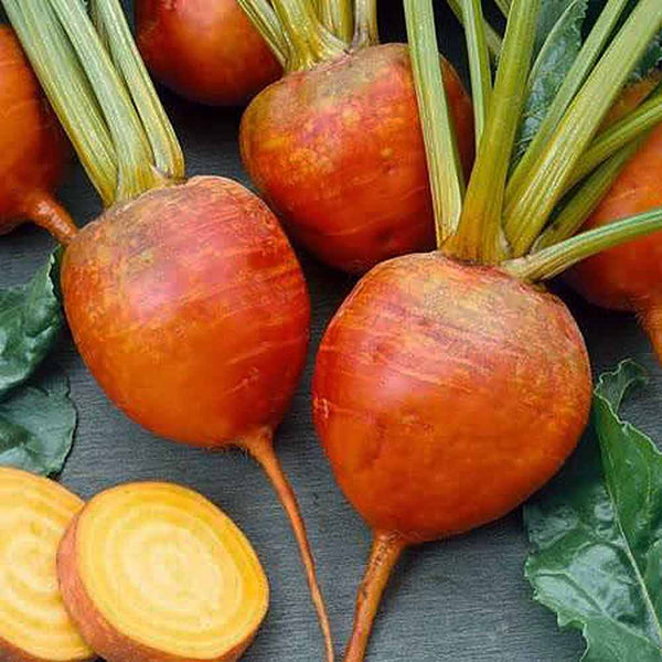 Beetroot Plant 'Golden'