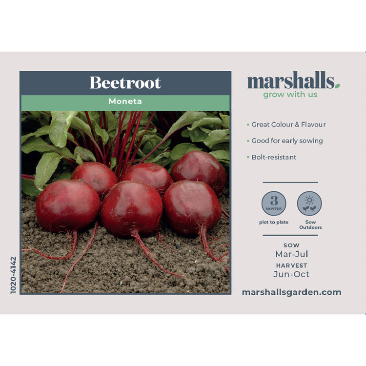Beetroot Seeds 'Moneta'