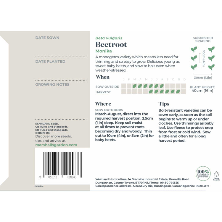 Beetroot Seeds 'Monika'