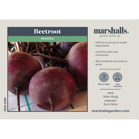 Beetroot Seeds 'Monika'
