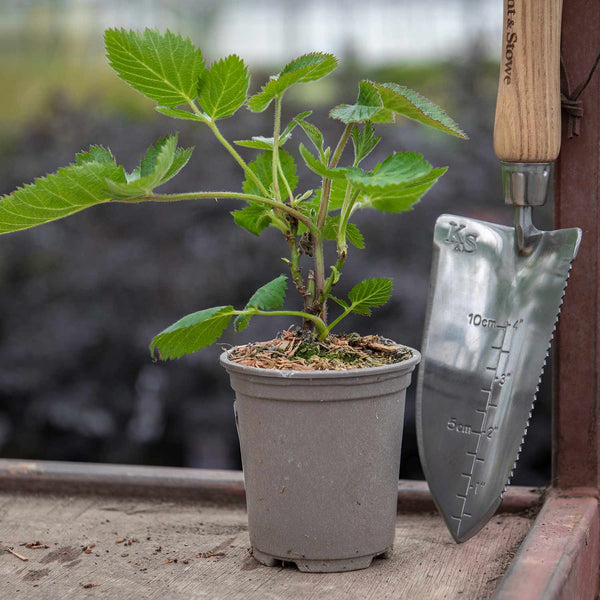 Blackberry 'Coolaris Garden' - 9cm Pot