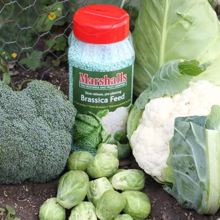 Marshalls Easy Brassica Growing Kit