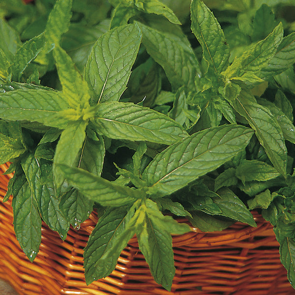 Mint Plant 'Mentha Spicata'