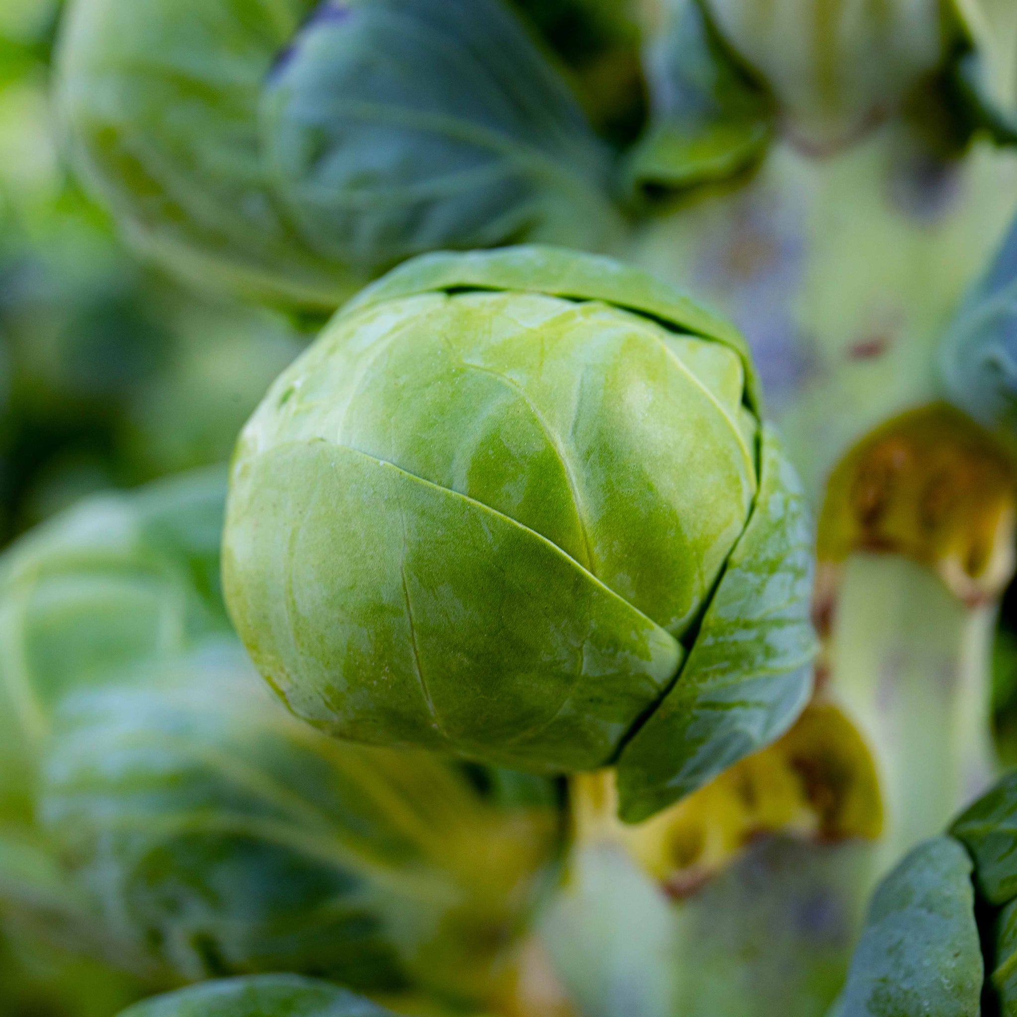 Brussel Sprouts Brigitte 12 Plants Buy Brussel Sprout Plants Online