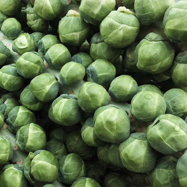 Brussel Sprouts Plant  'Brigitte'