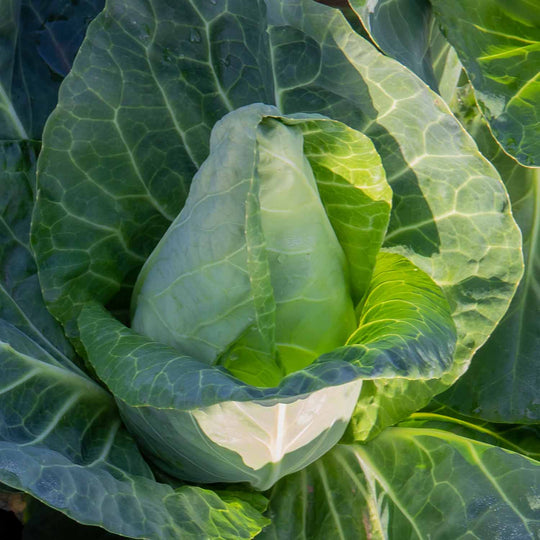 Cabbage 'Pointed Hispi' 12 Garden Ready Plants Buy Cabbage Plants