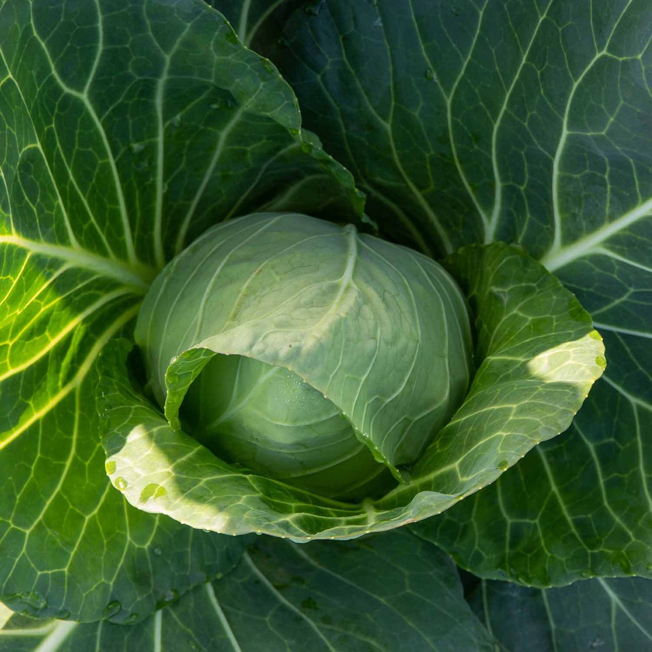 Cabbage 'Pointed Hispi' 12 Garden Ready Plants Buy Cabbage Plants