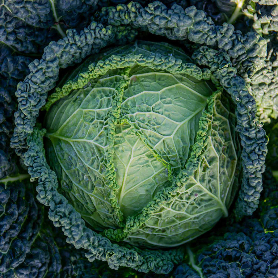 Cabbage Savoy Serpentine 12 Plants Buy Cabbage Plants Online