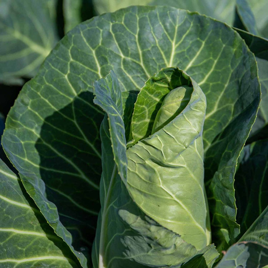 Cabbage Spring Durham Early 12 x Garden Ready Plants Buy Cabbage