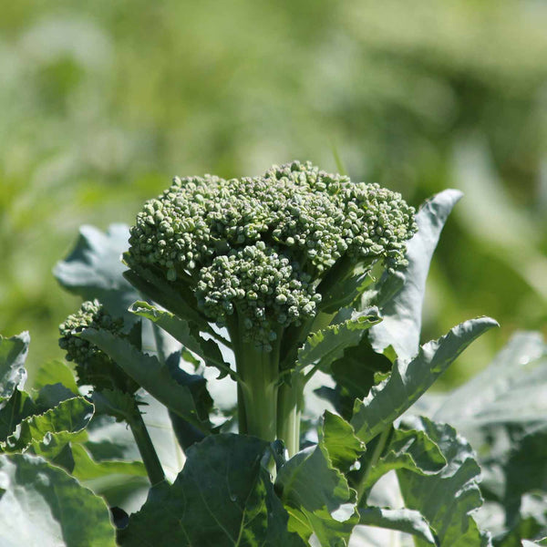 Broccoli Plant 'Calabrese Slender Stem'