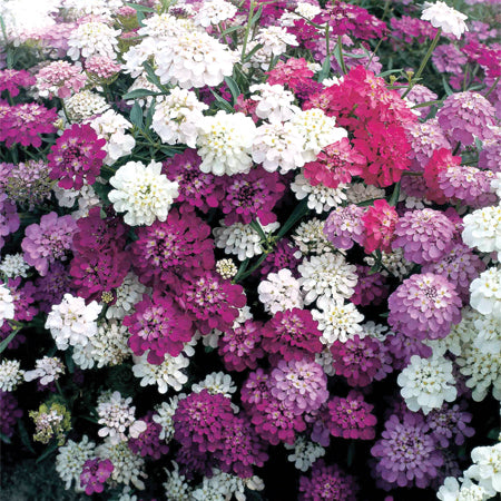 Candytuft Seeds 'Dwarf Fairy Mix' | Buy Candytuft Seeds Online ...