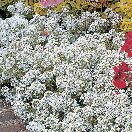 Alyssum Seeds 'Carpet of Snow'