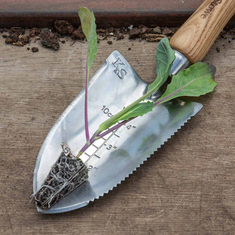 Cabbage 'Marabel'