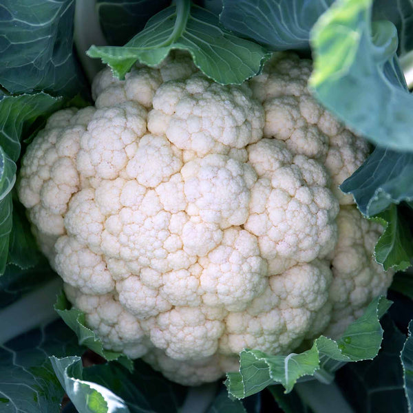 Cauliflower Plant 'White Excel'