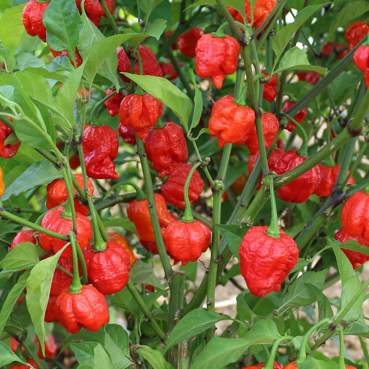 Chilli Pepper Seeds 'Armageddon' Buy Chilli Pepper Seeds Online