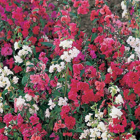 Clarkia Seeds 'Double Mix'