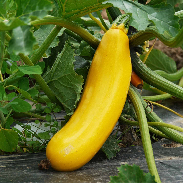 Courgette Seeds 'Tristar'