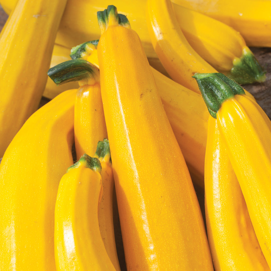 Courgette 'Lemona' 3 Plants Buy Courgette Plants Online Courgette