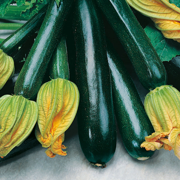 Organic Courgette Seeds 'Black Beauty'