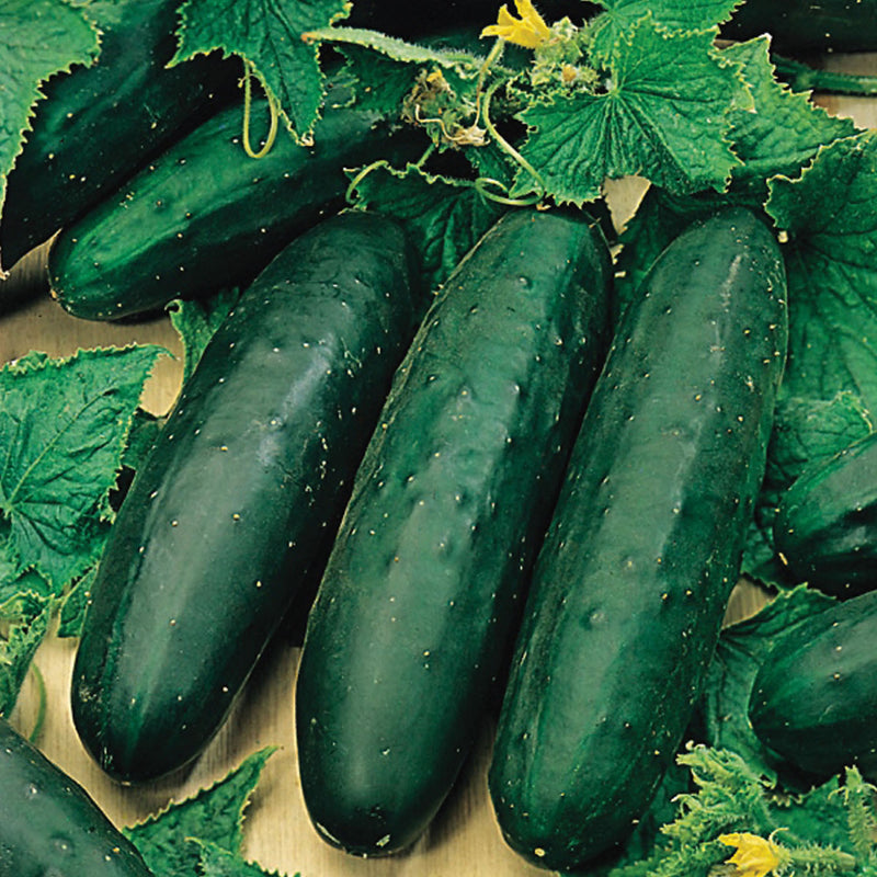 Organic Cucumber Seeds 'Marketmore'