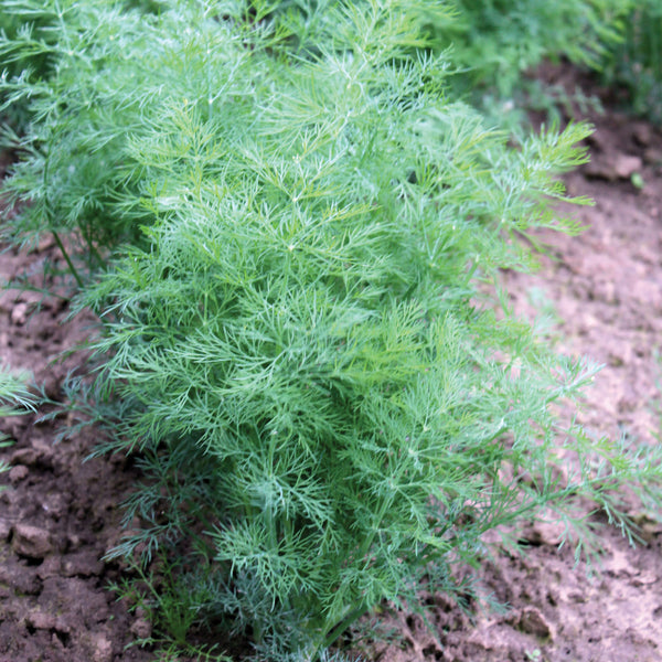 Dill Plant