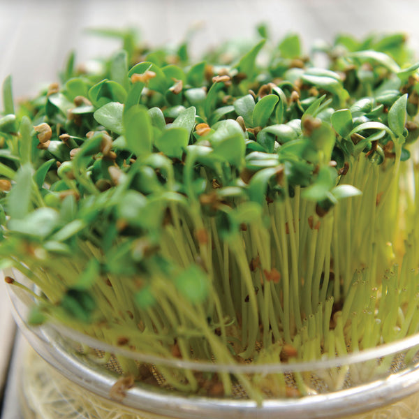 Microgreens Seeds 'Fenugreek'