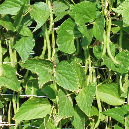 French Bean Climbing Seeds 'Isabel'