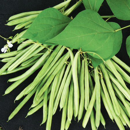Buy French Climbing Bean Seeds - Isabel online | Marshalls – Marshalls ...