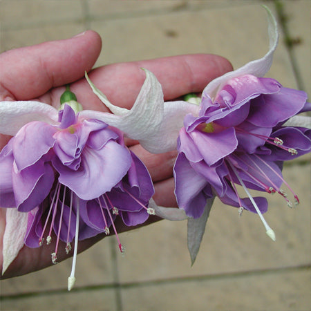 Fuchsia Plant 'Quasar'