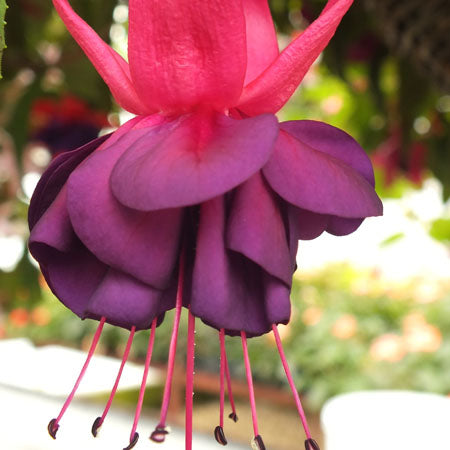 Fuchsia Plant 'Dark Eyes'