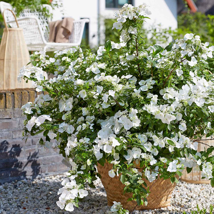 Hydrangea Plant 'Runaway Bride'