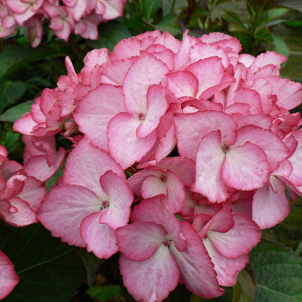 Hydrangea macrophylla Plant 'Salsa'