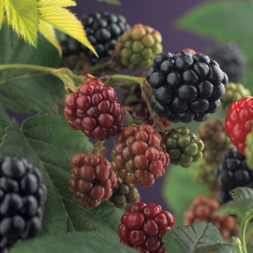 Blackberry Rubus 'Thornfree' - 15cm Plant